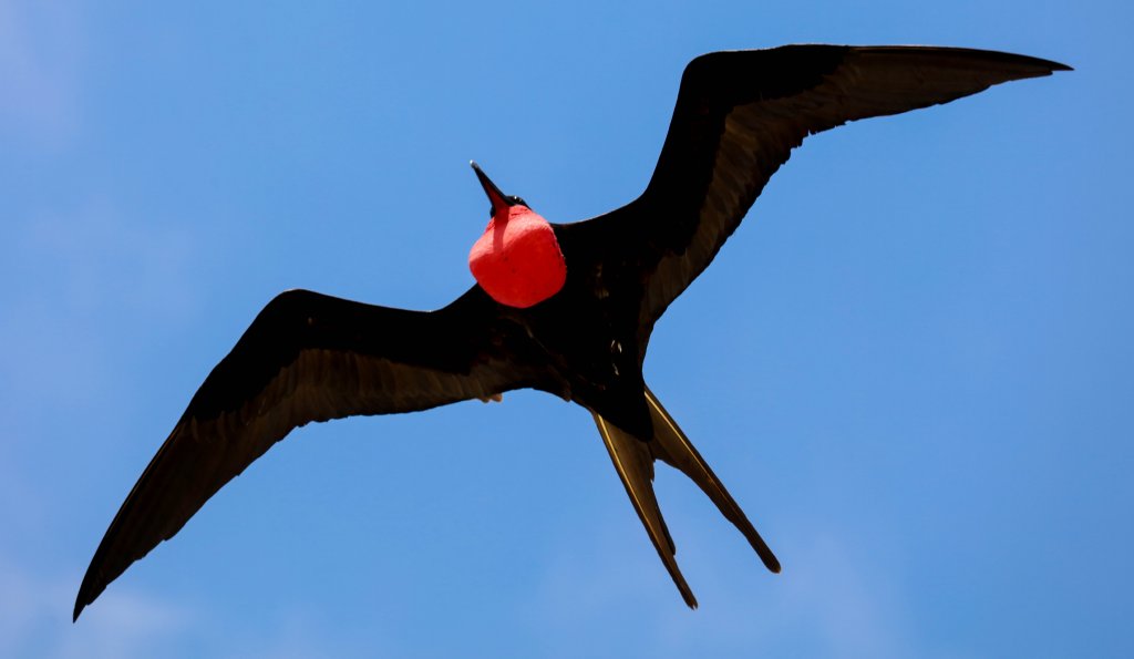Greater Frigatebird male