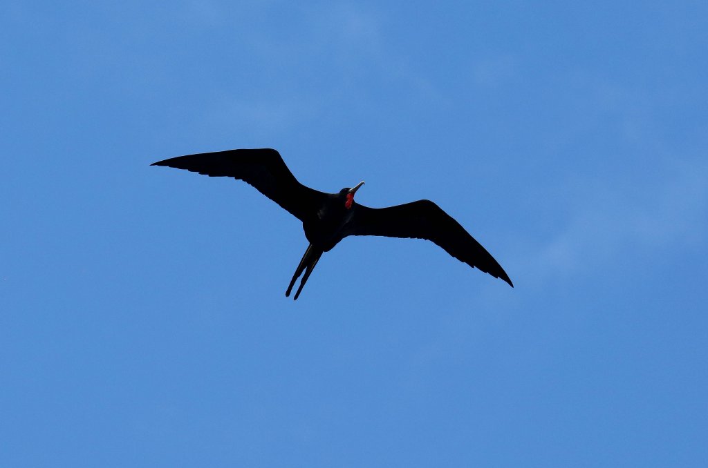 Greater Frigatebird male