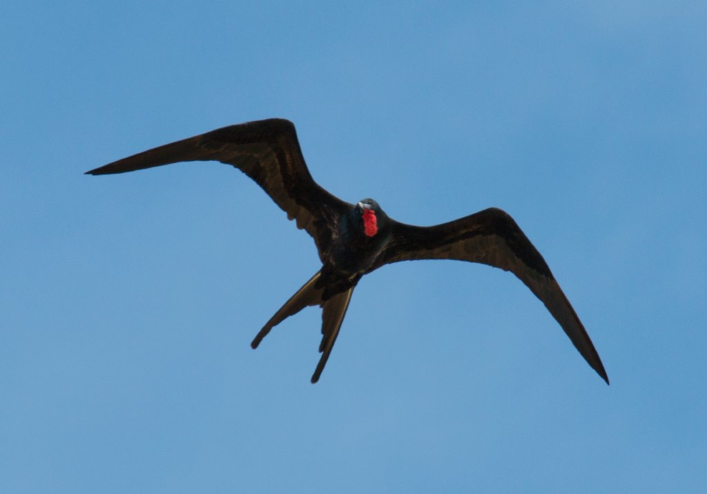 Greater Frigatebird