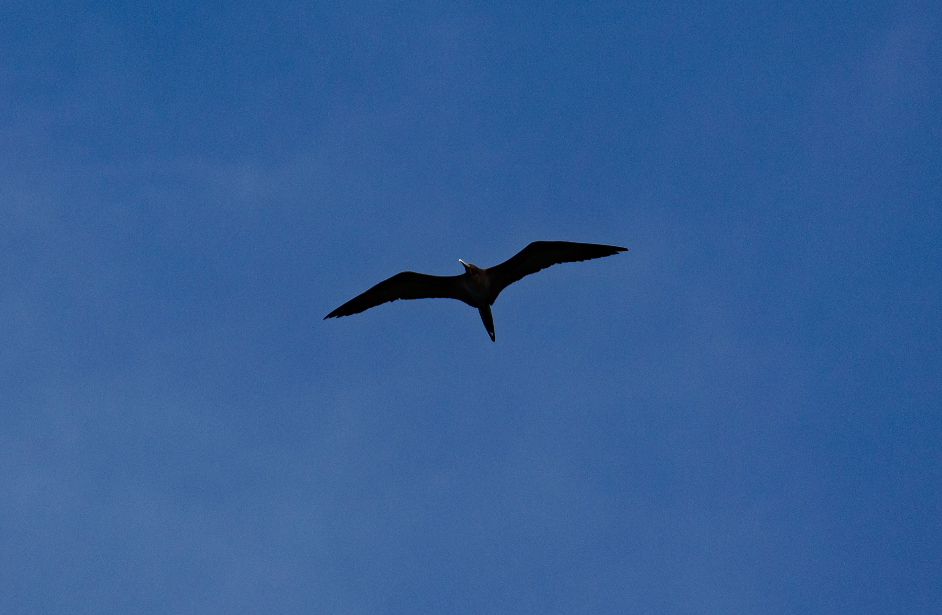 Greater Frigatebird