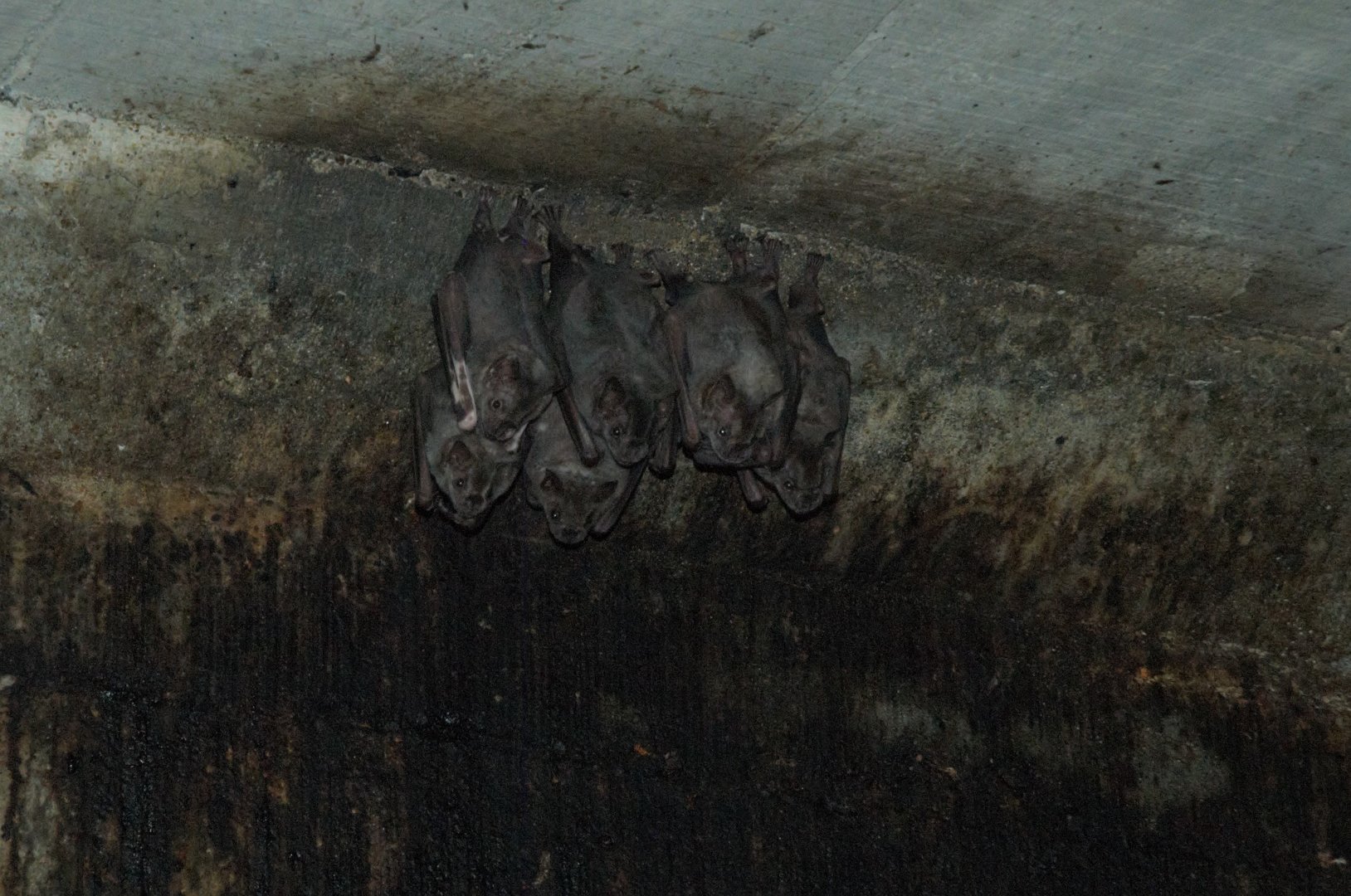 Greater Fruit-eating Bat (Artibeus lituratus)