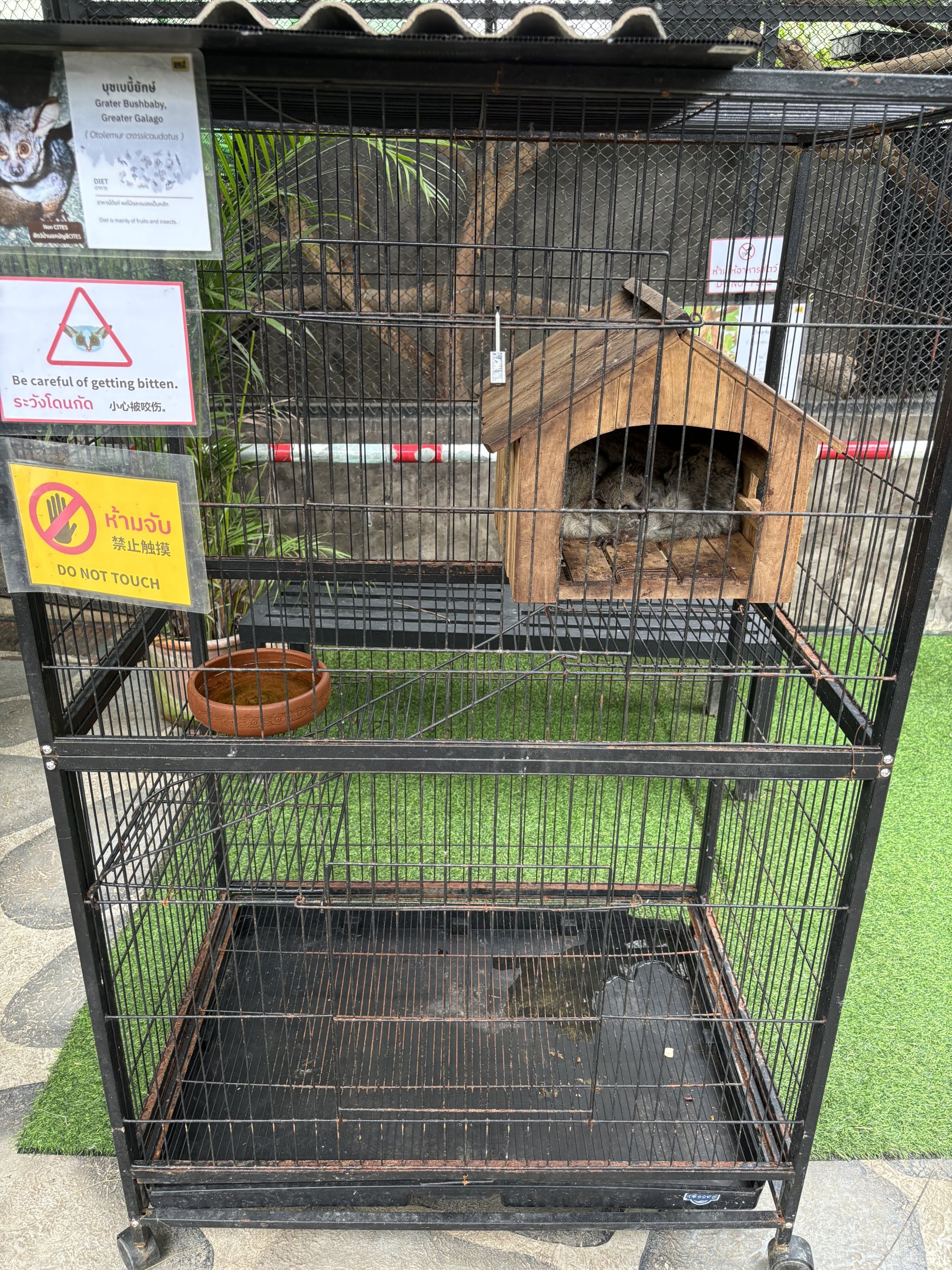 Greater Galago Cage - Lanna Mini Zoo