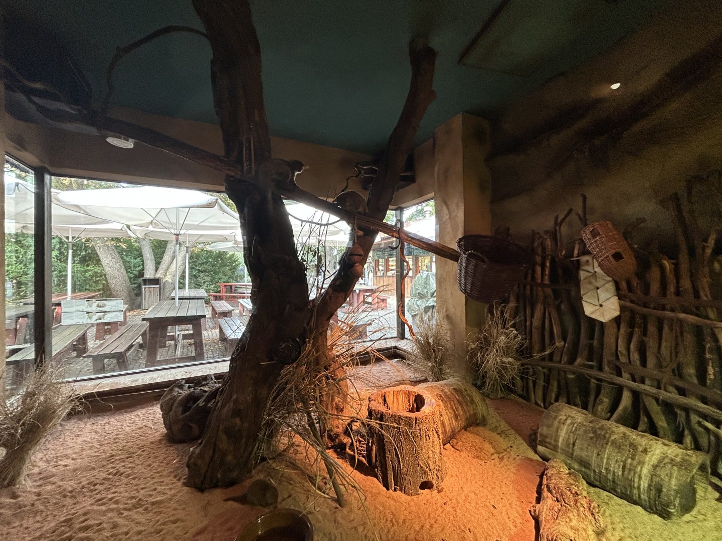 Greater Galago & Dwarf Mongoose Exhibit - Africa Up Close