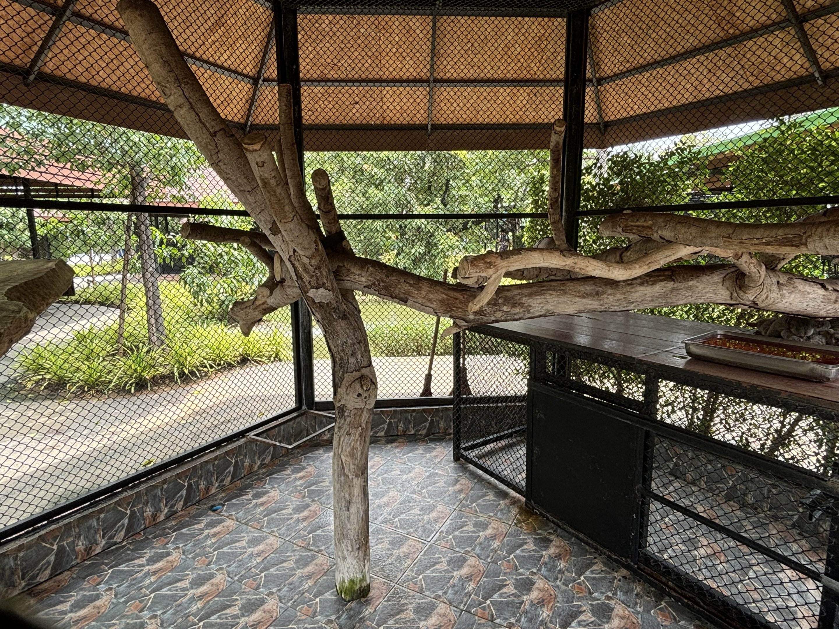 Greater Galago Exhibit - Lion Park