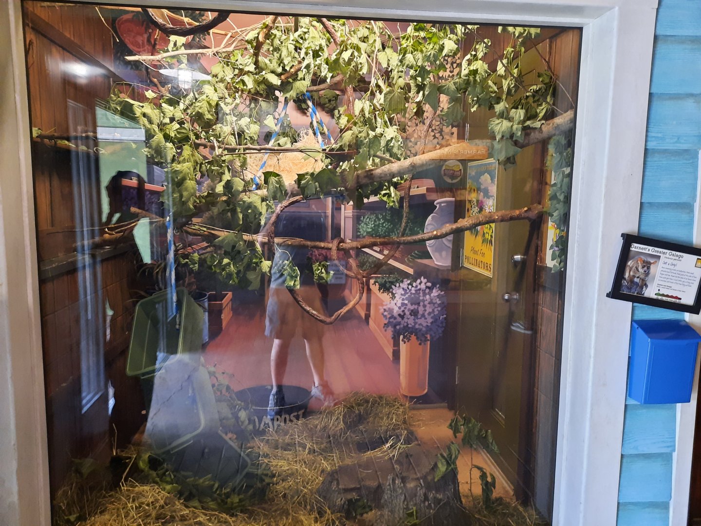 Greater Galago Exhibit