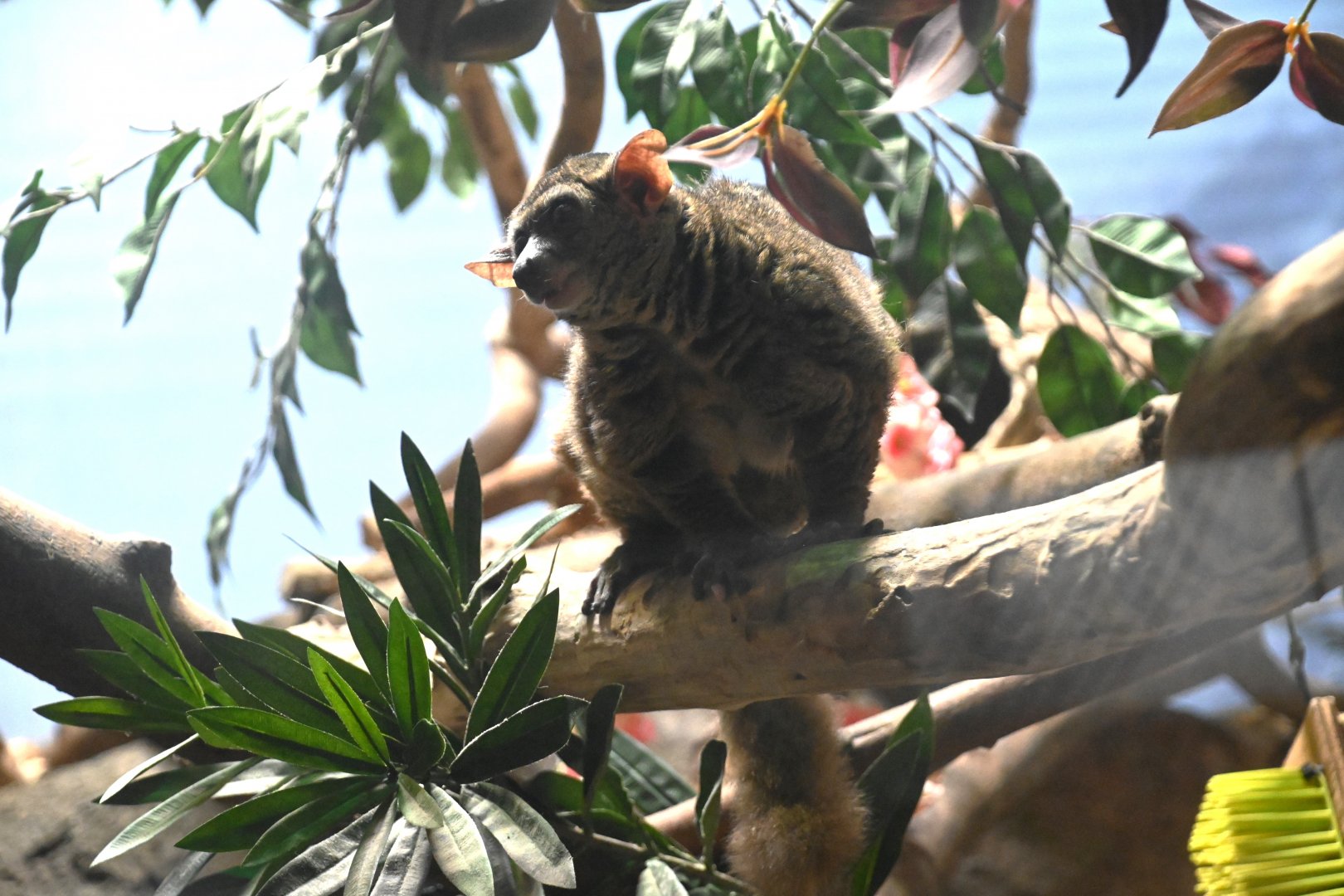 Greater galago (Otolemur garnettii)
