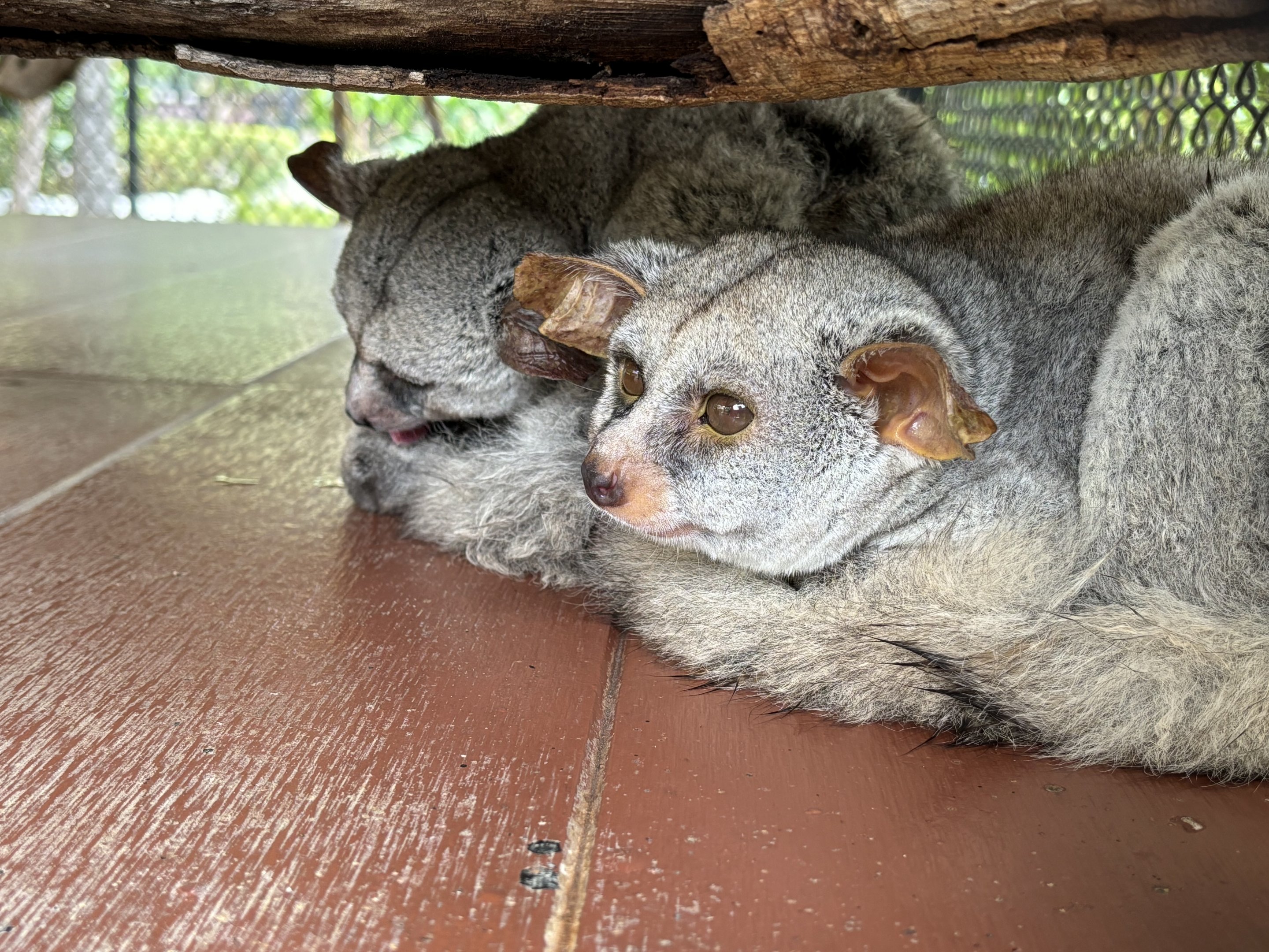 Greater Galagos - Lion Park