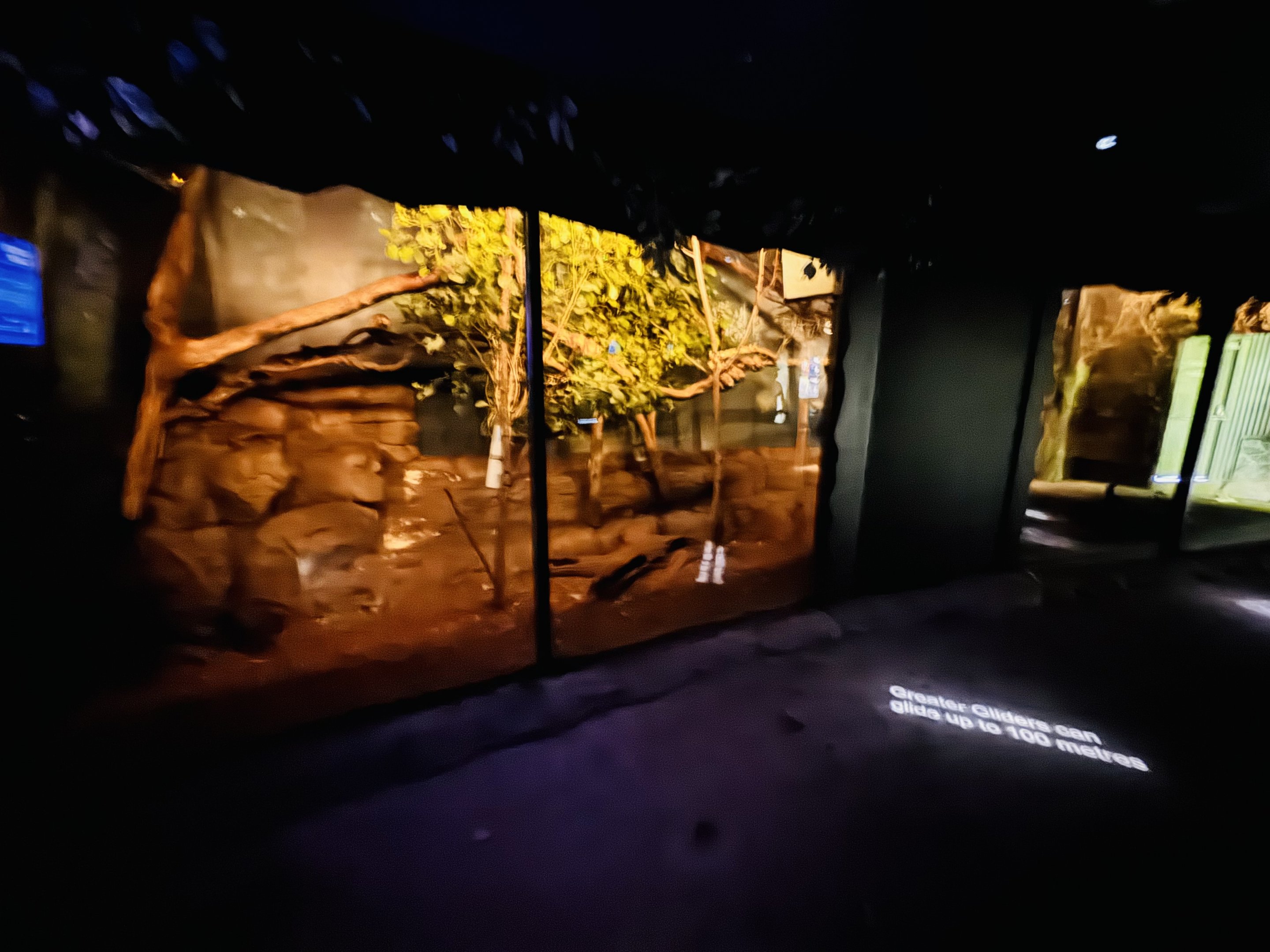 Greater Glider enclosure