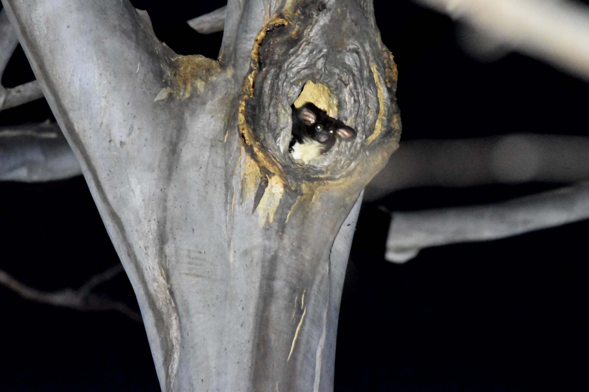 Greater Glider in hollow