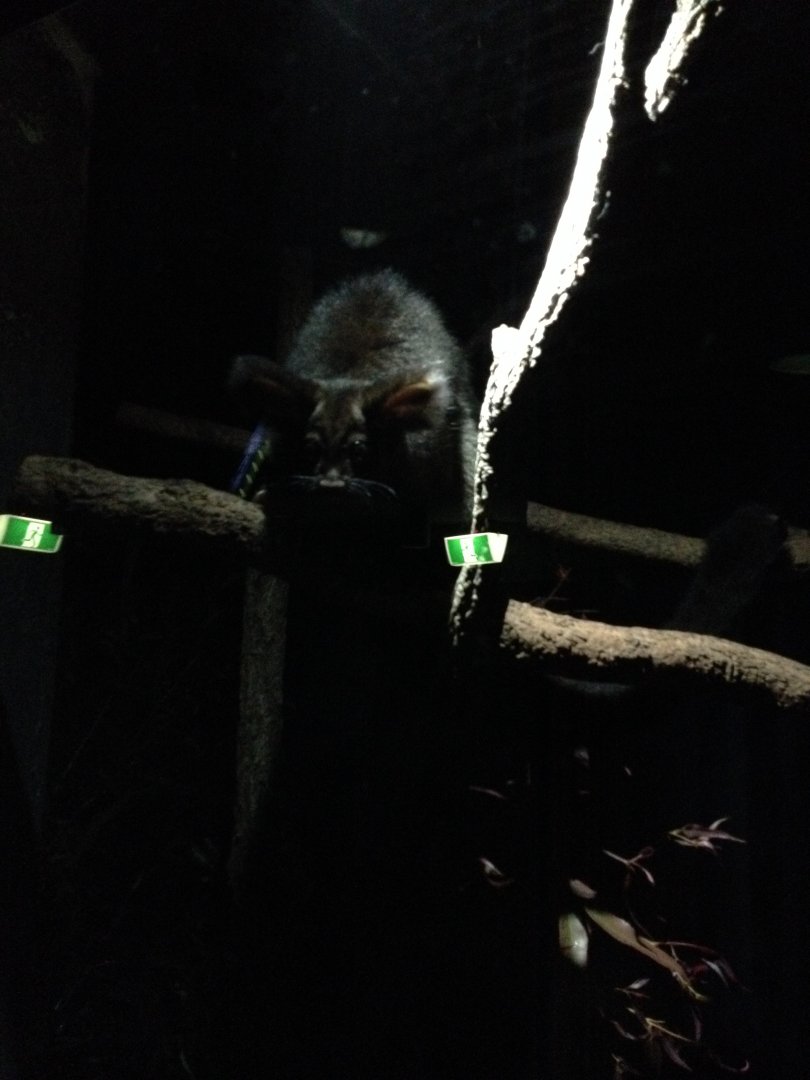 Greater Glider (Petauroides volans)