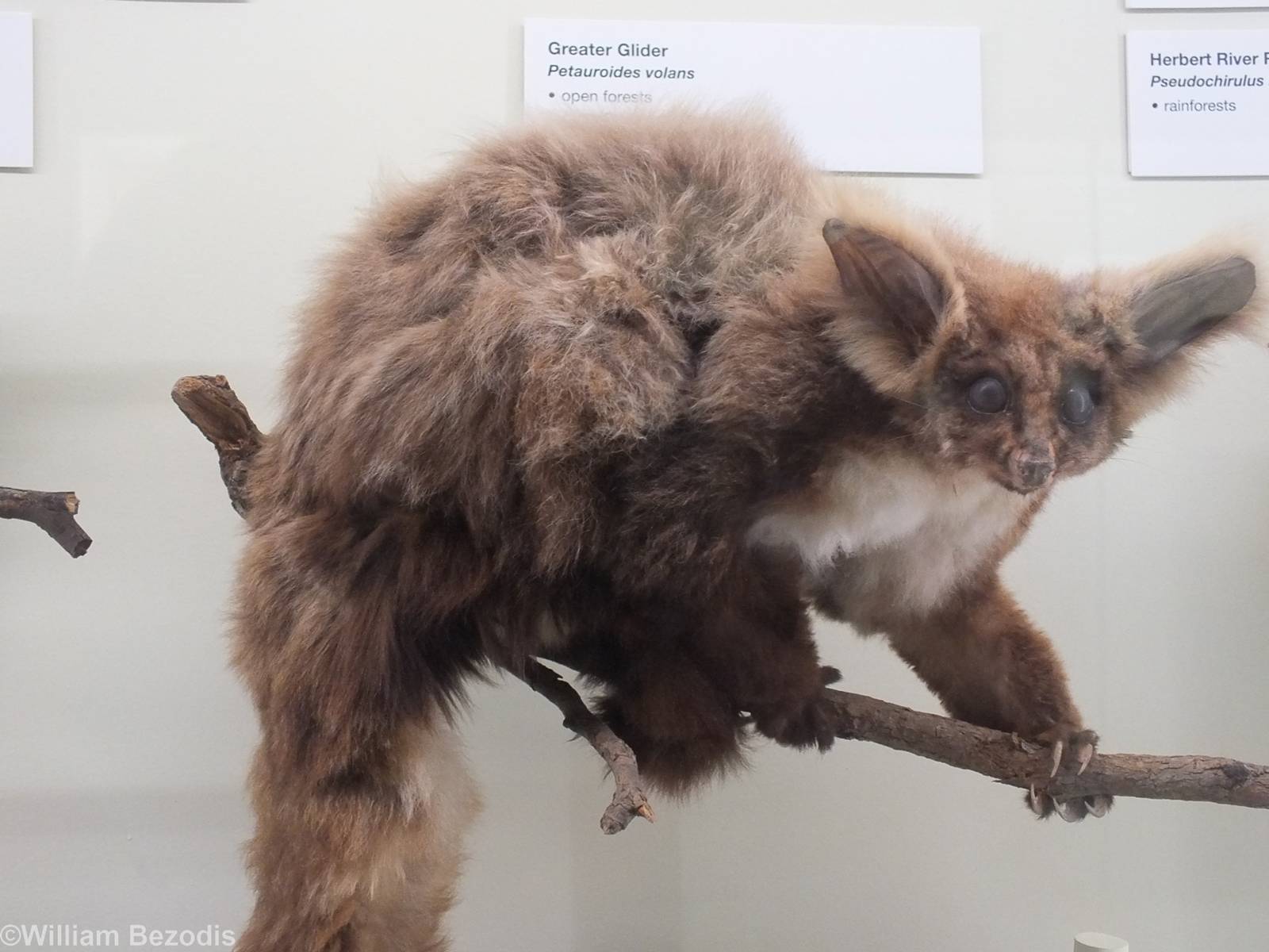 Greater Glider - Queensland Museum