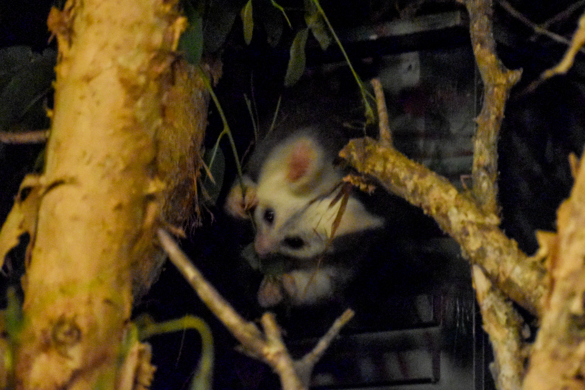 Greater Glider