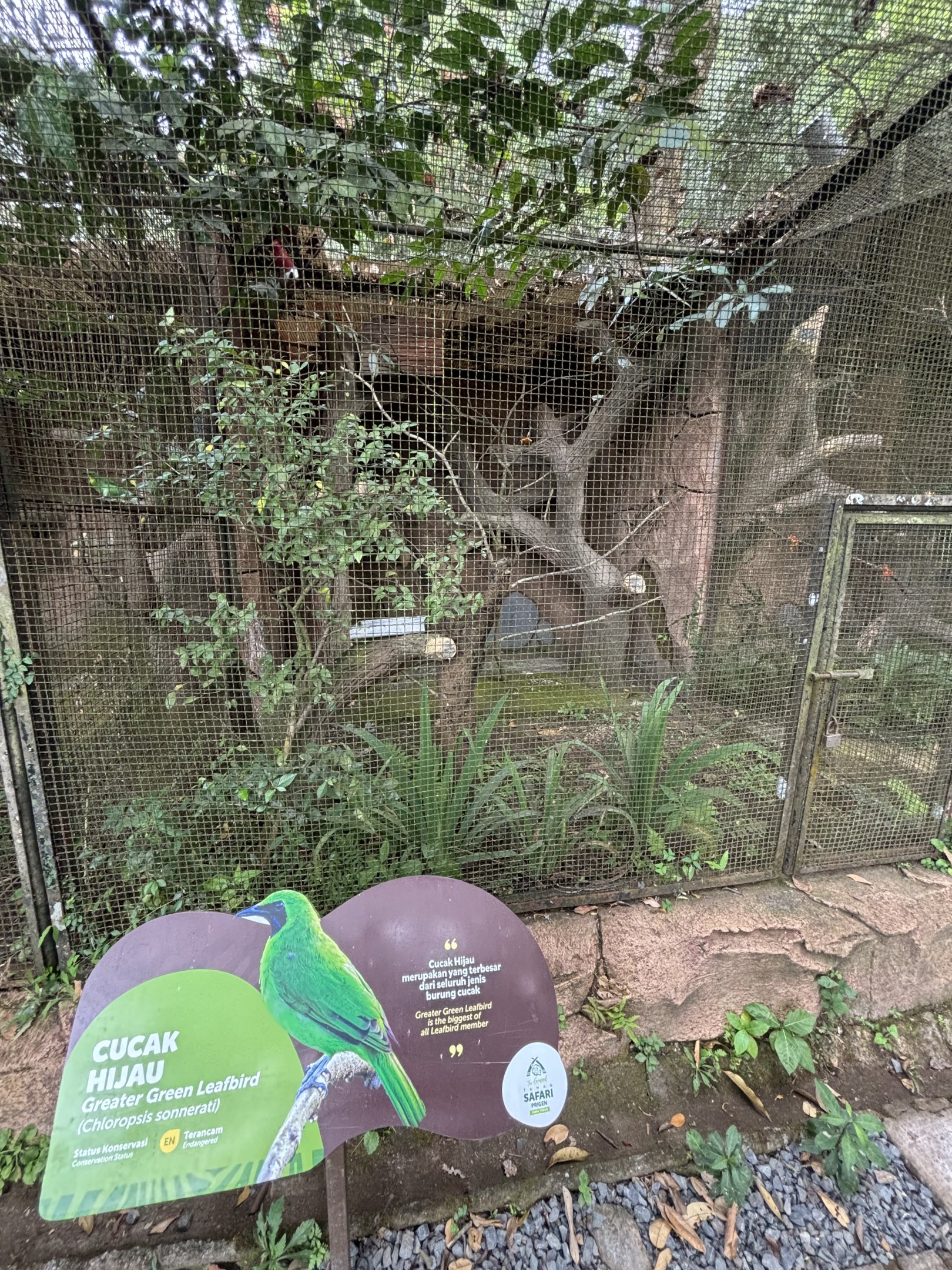 Greater Green Leafbird Aviary