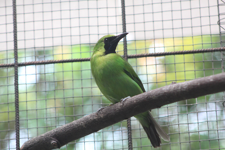 Greater green leafbird (Chloropsis sonnerati zosterops) - PCBA