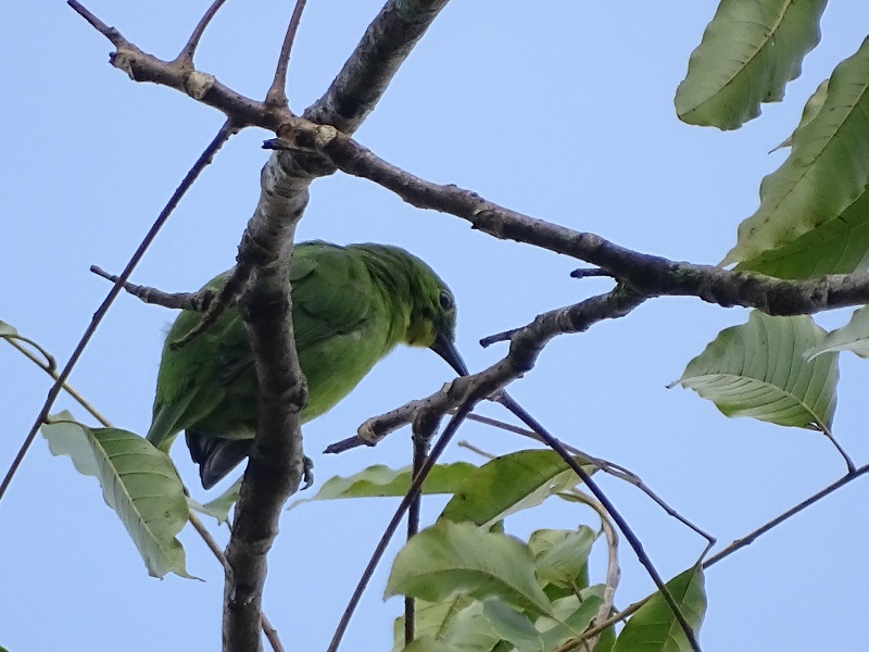 Greater green leafbird (Chloropsis sonnerati zosterops)