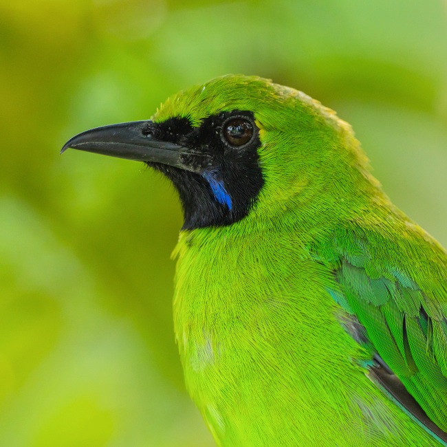 Greater Green Leafbird (Chloropsis Sonnerati)