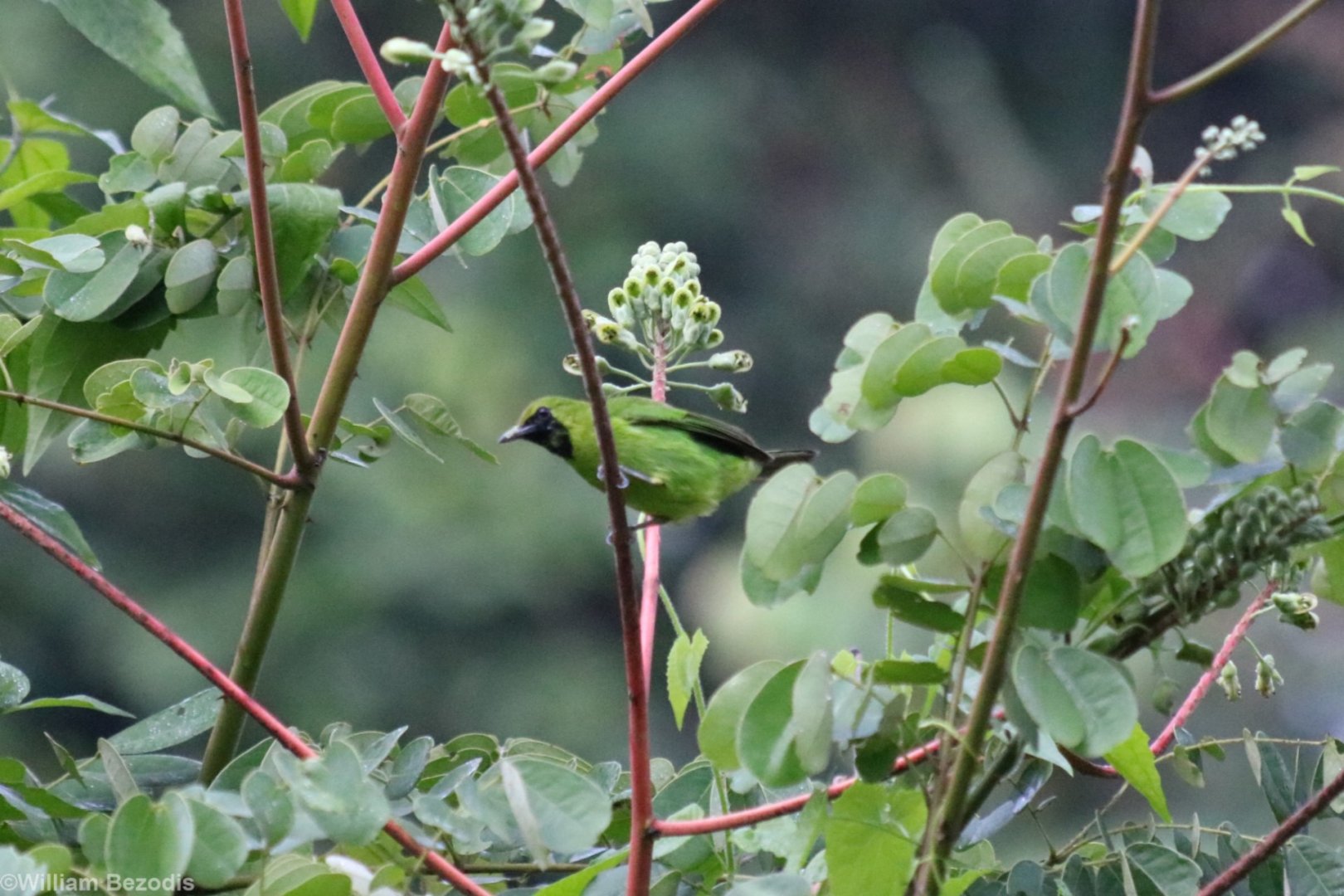 Greater Green Leafbird - Danum Valley