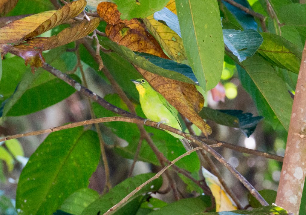 Greater Green Leafbird female