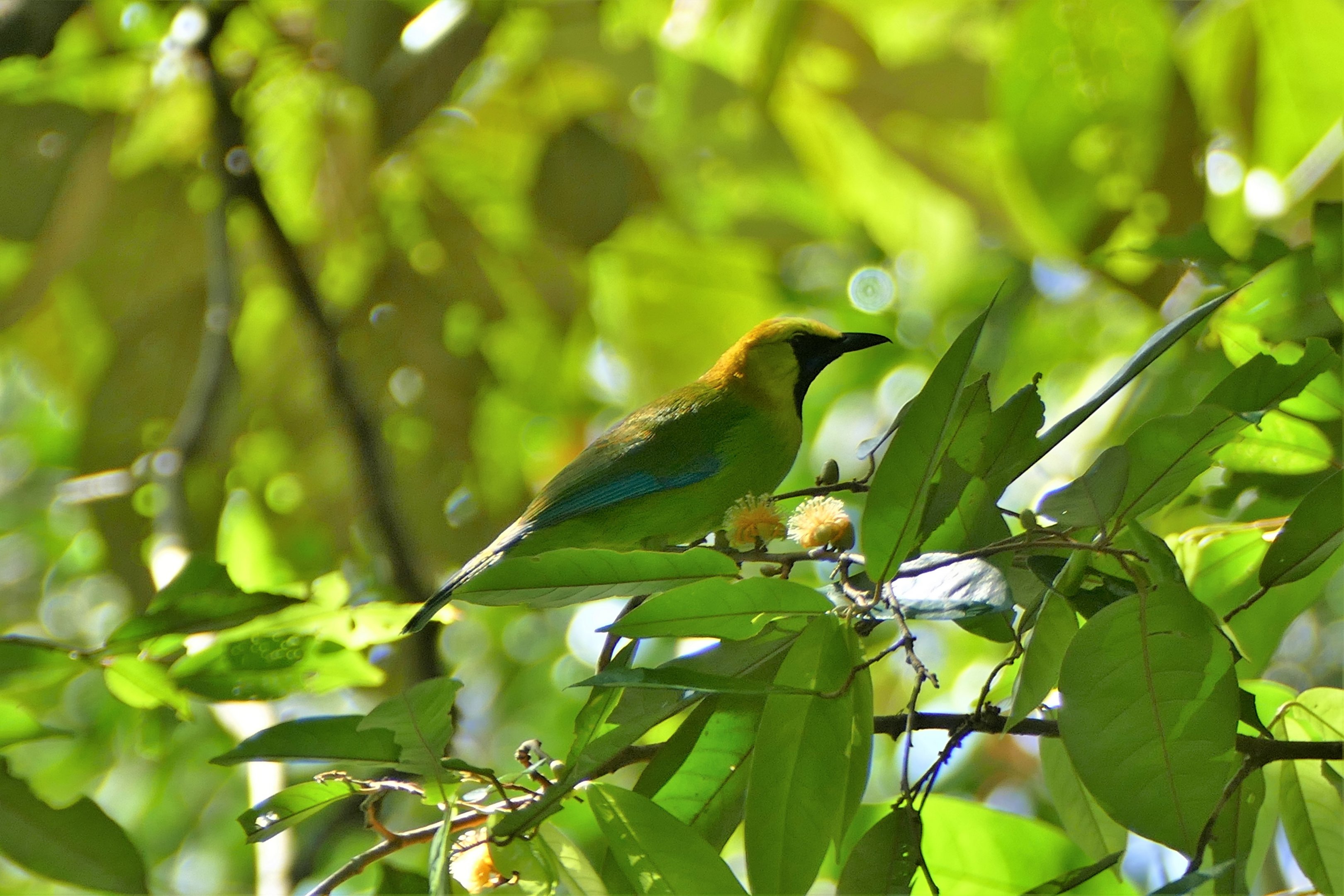 Greater Green Leafbird - Taman Negara