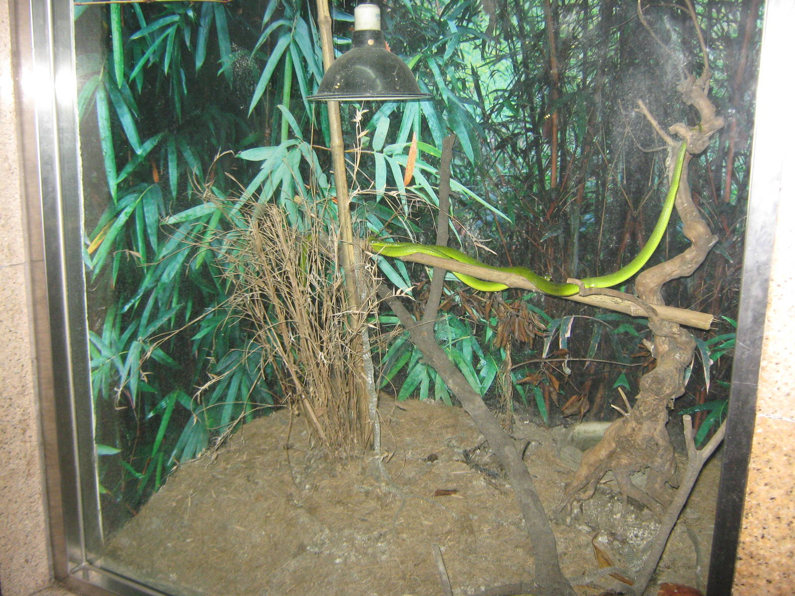 greater green snake (Cyclophiops major)