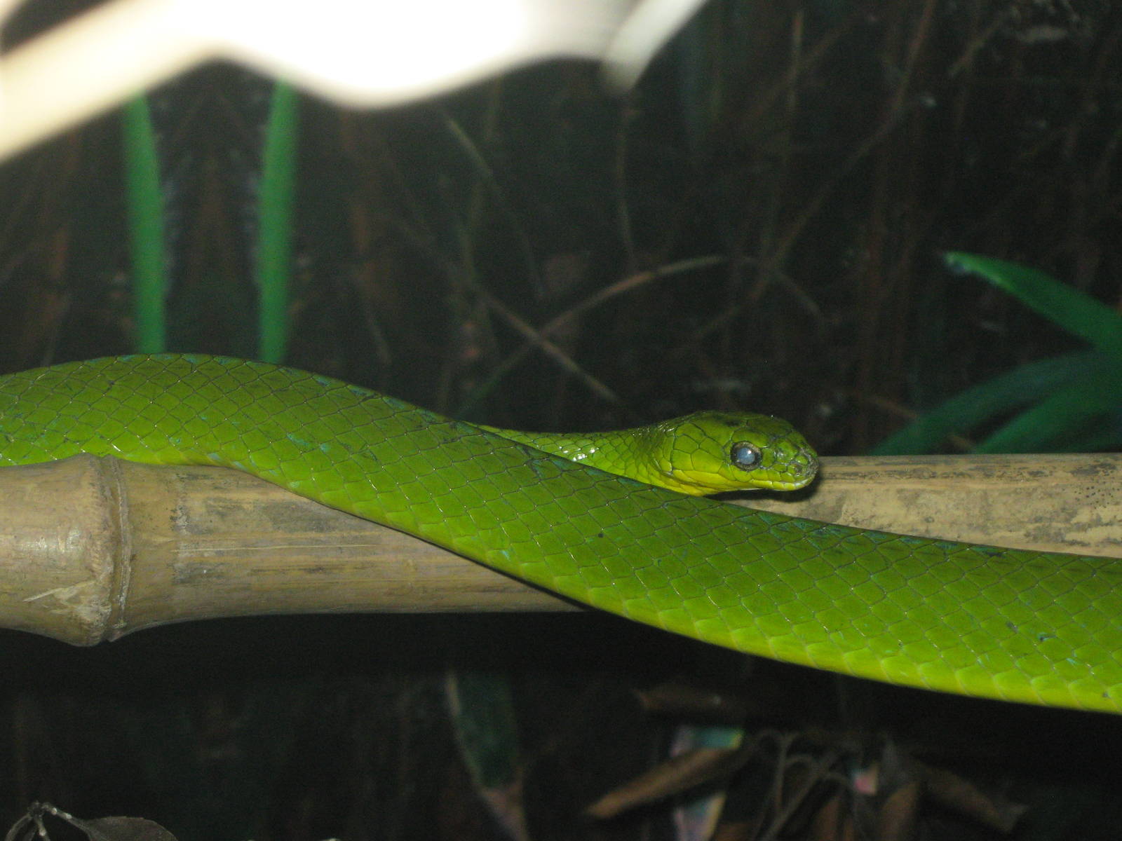 greater green snake (Cyclophiops major)