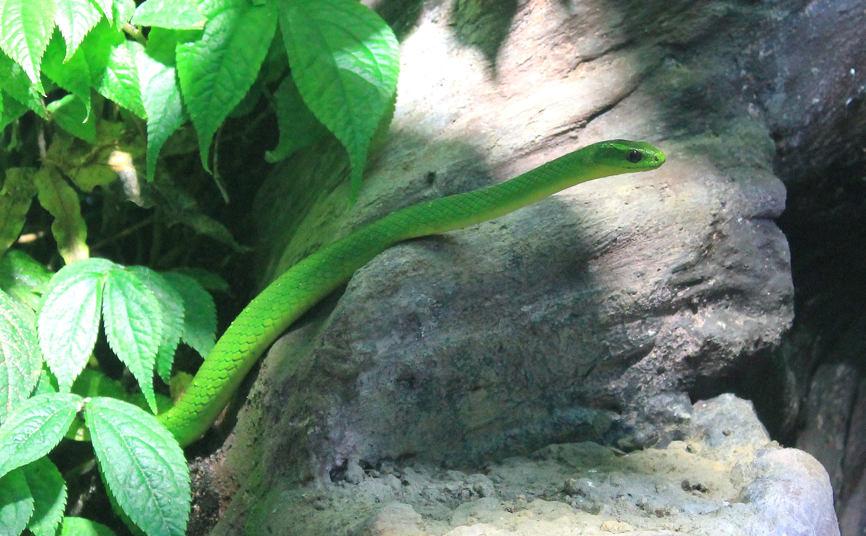 Greater Green Snake (Cyclophiops major)