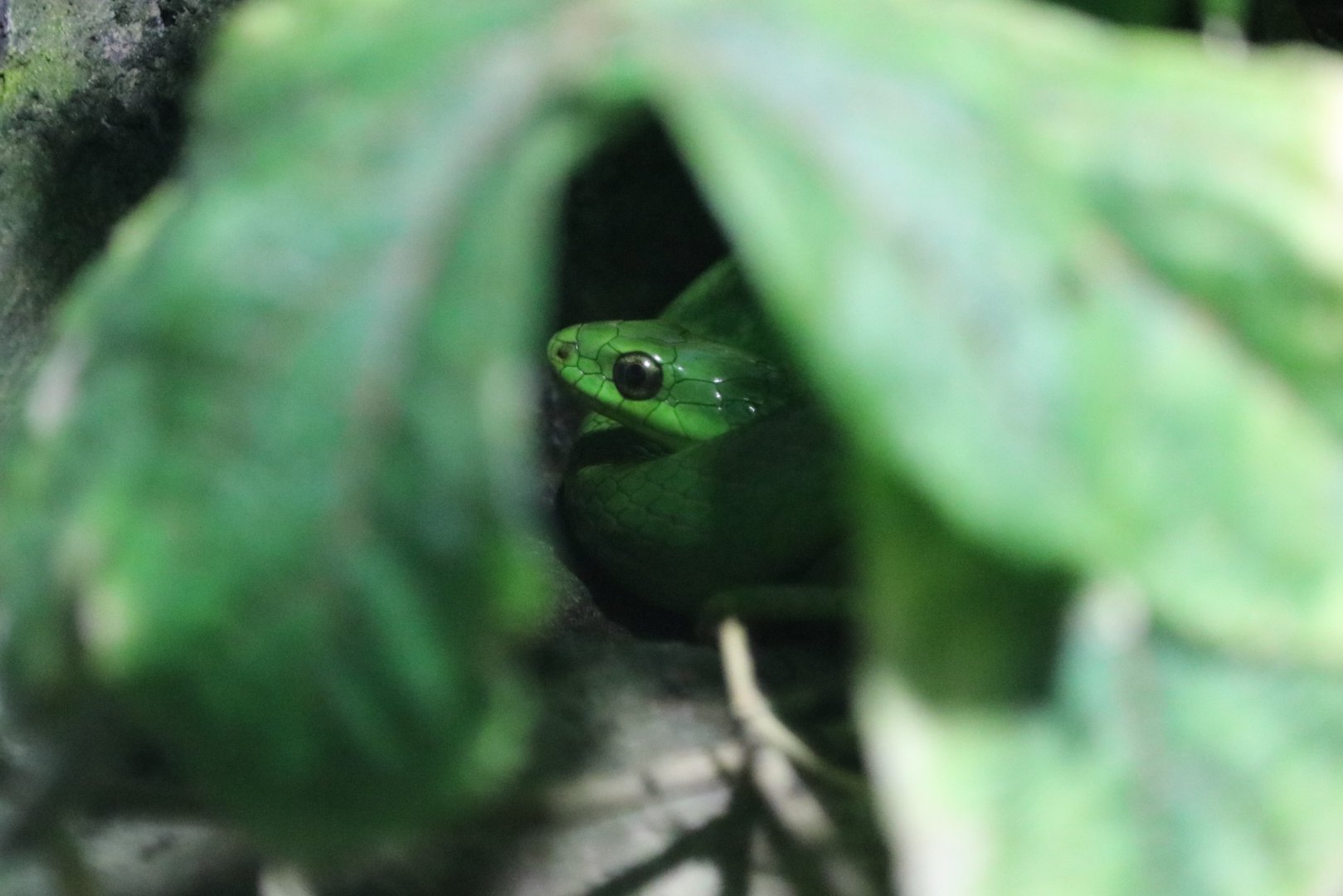 Greater Green Snake (Ptyas major)