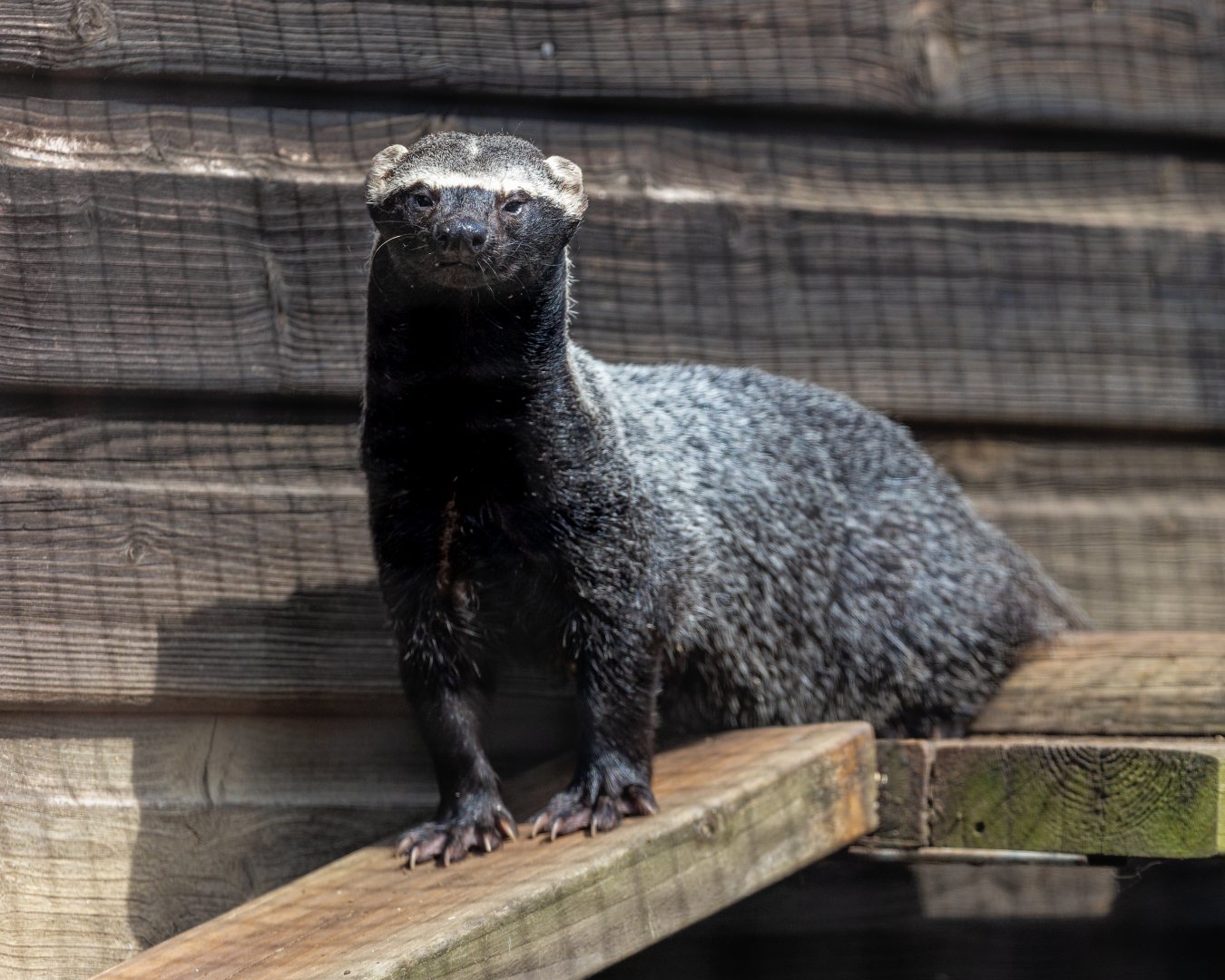 Greater Grison / 16-6-22 / Hamerton