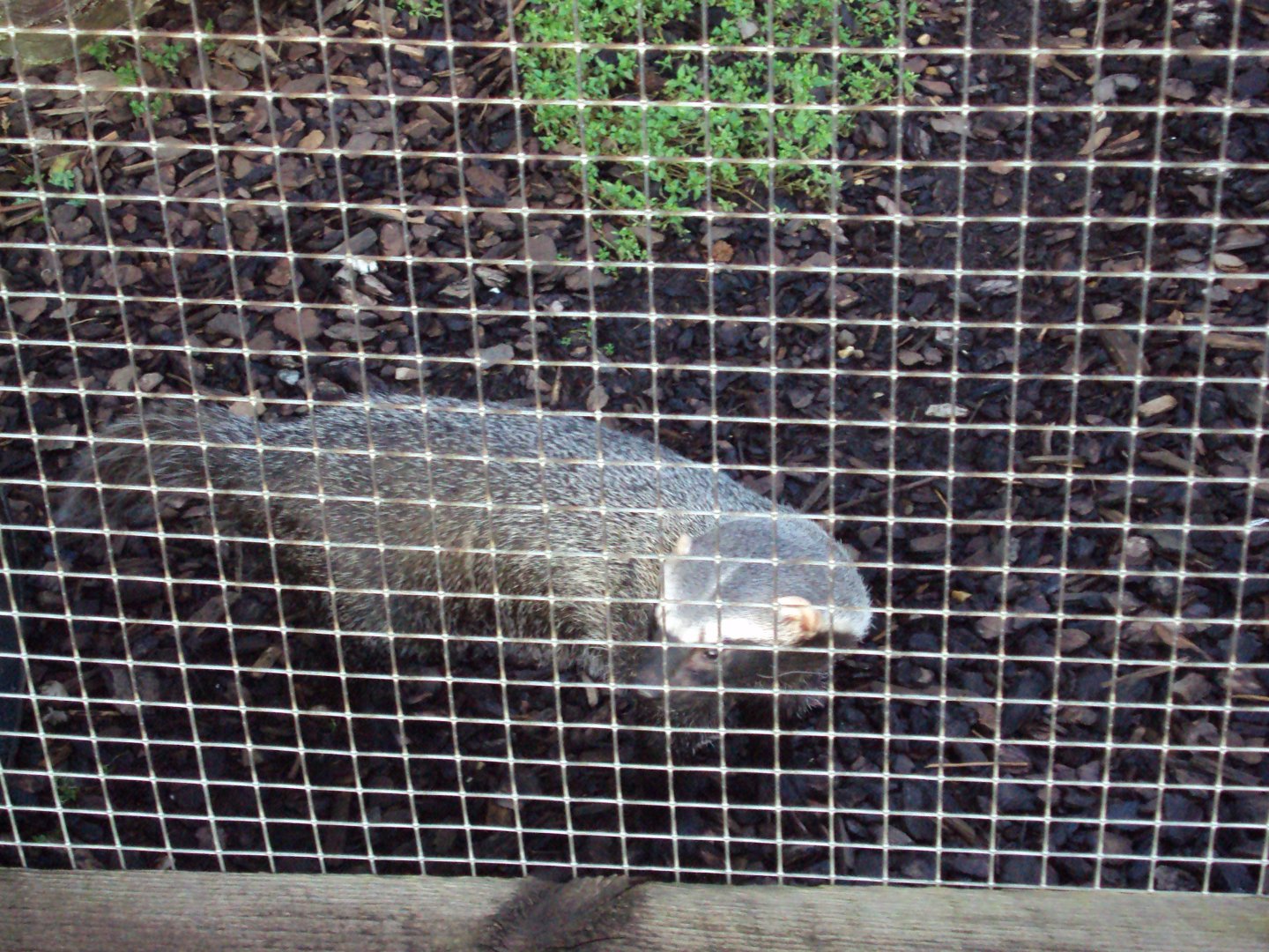 Greater Grison 22/12/2019