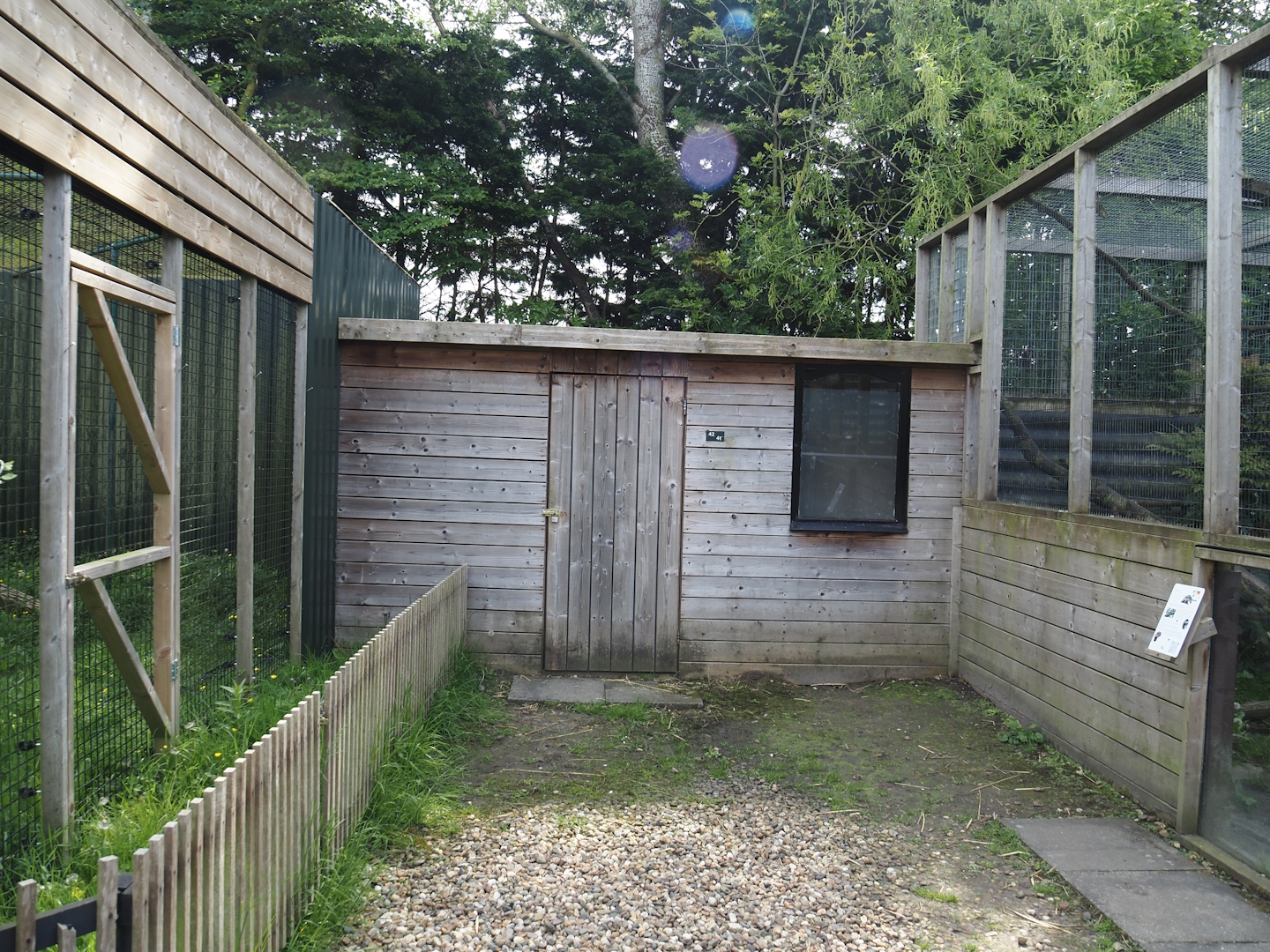 Greater grison and Common palm civet barn, 2024-05-11