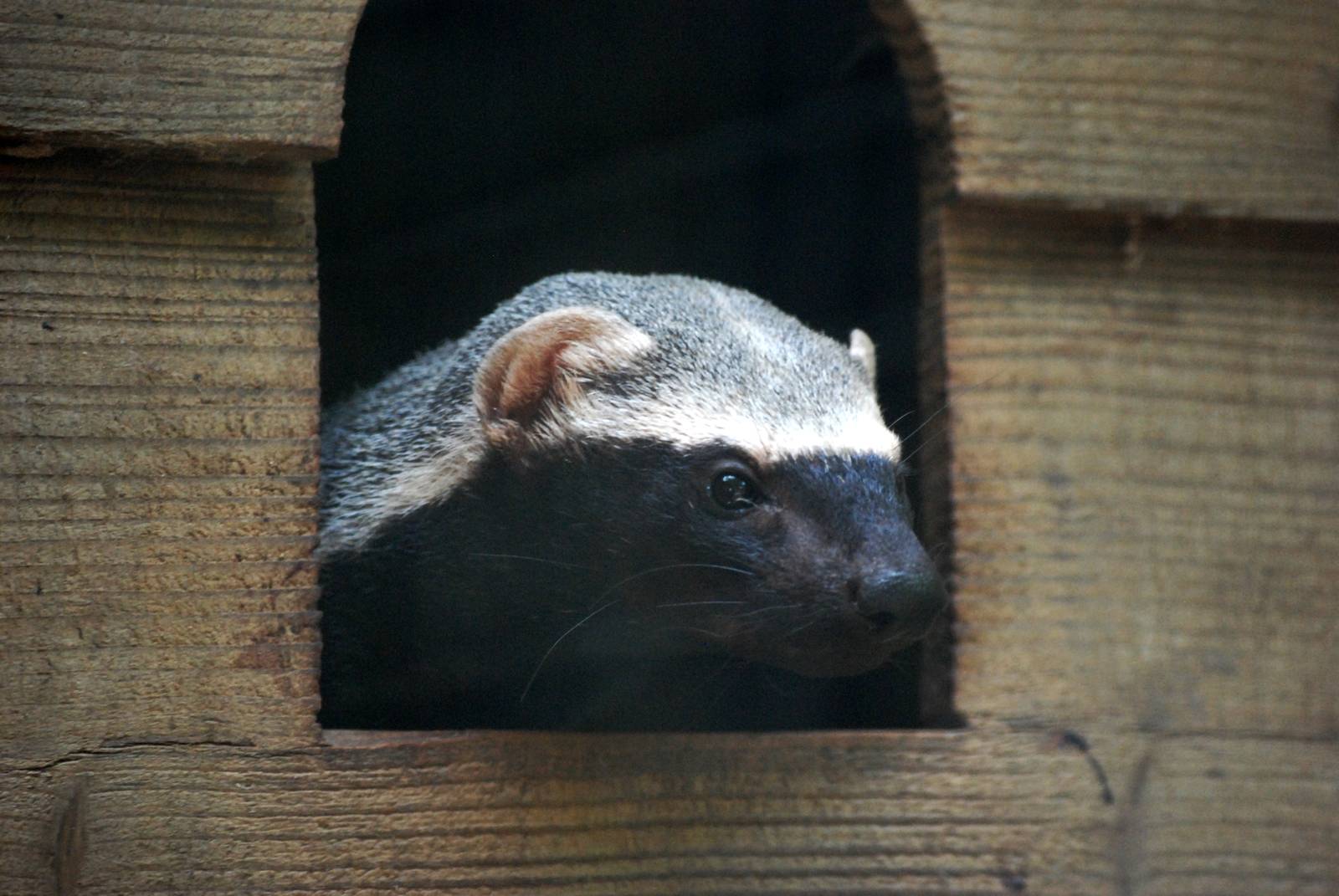 Greater Grison at De Paay, 02/06/12