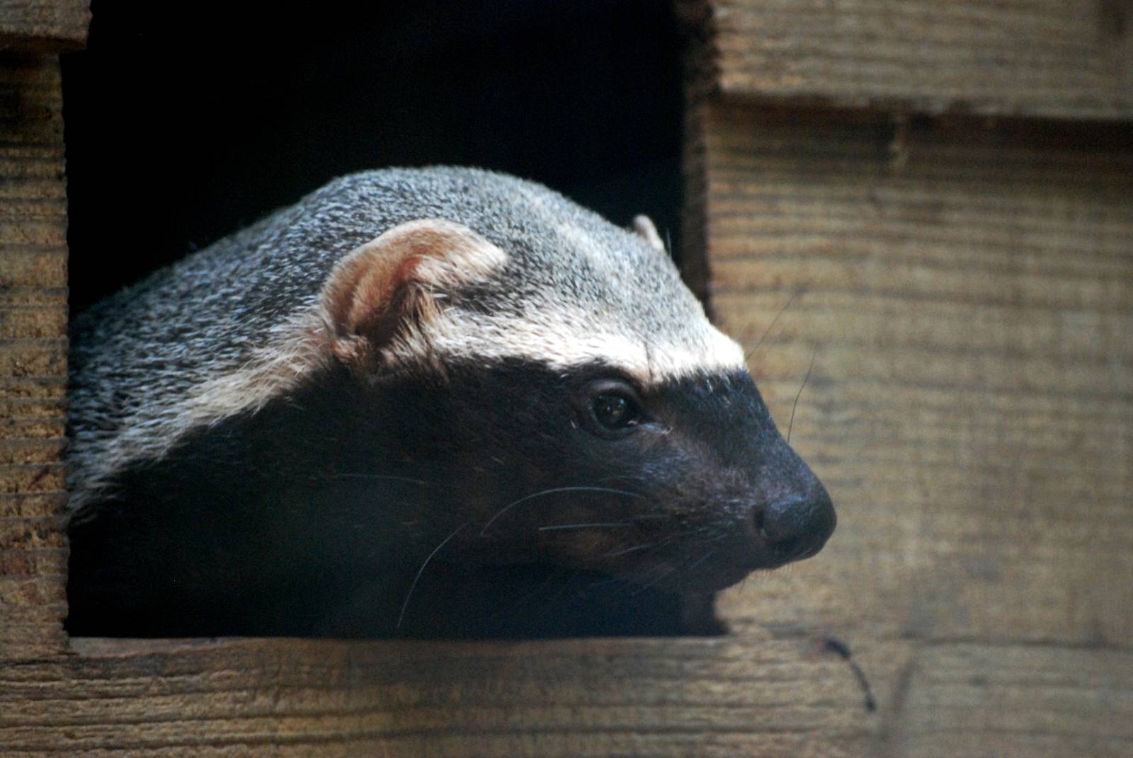 Greater Grison at De Paay, 02/06/12