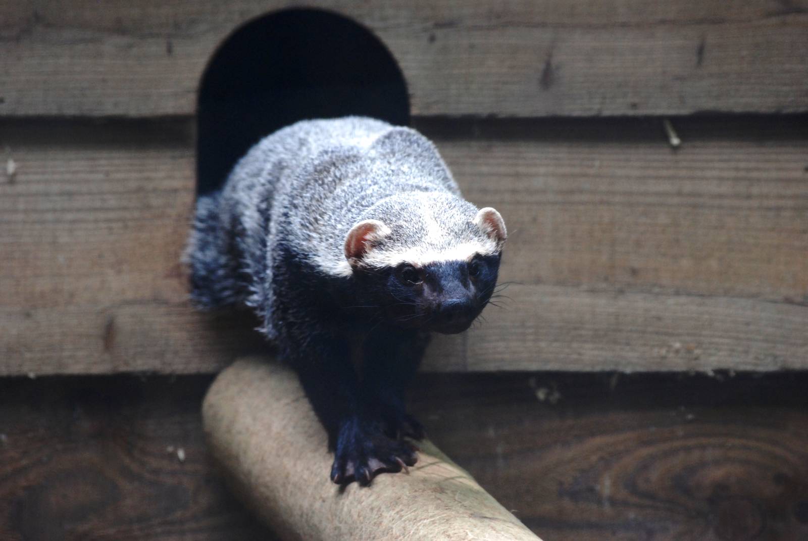 Greater Grison at De Paay, 02/06/12