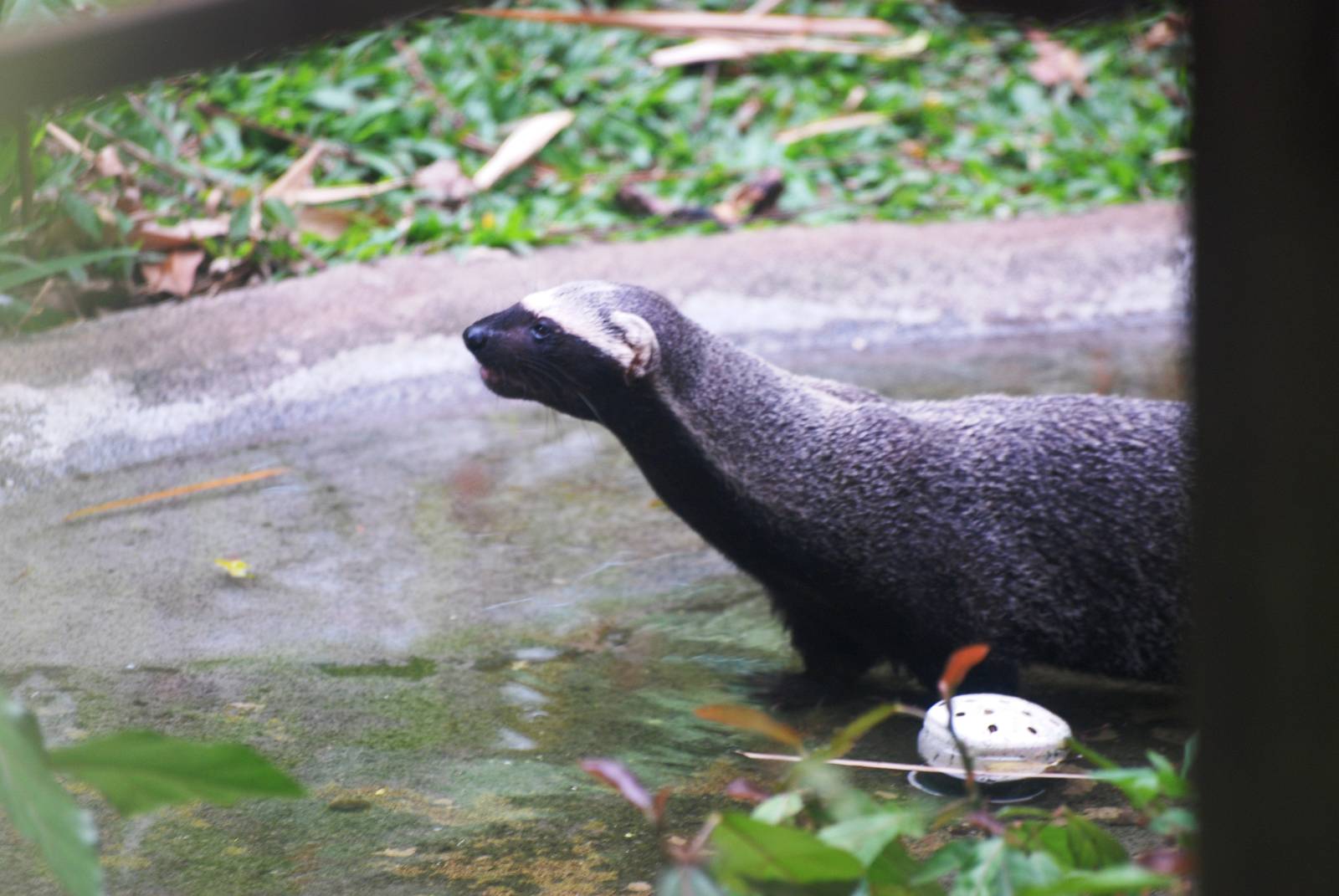 Greater Grison at Zoo Simon Bolivar, 12/04/14