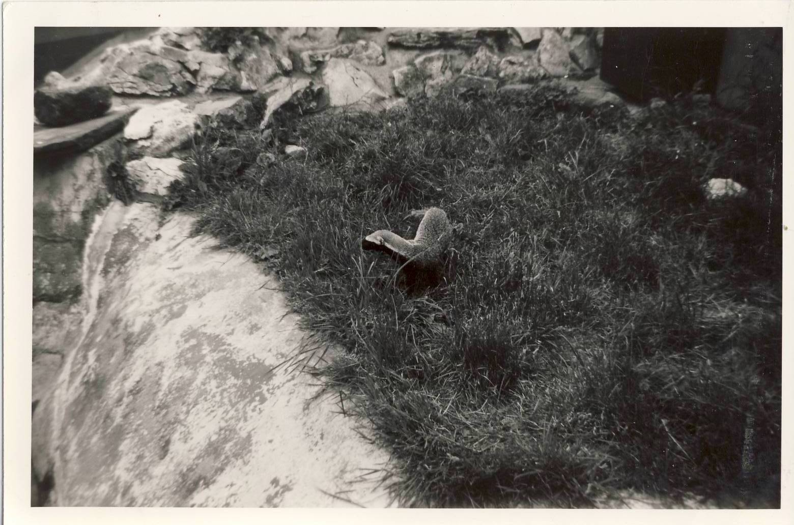 Greater Grison Chester Zoo 24 June 1972