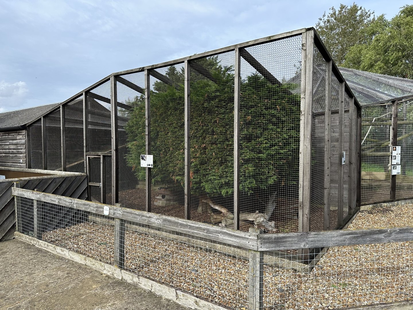 Greater Grison Enclosure at Hamerton Zoo Park (October 2023)
