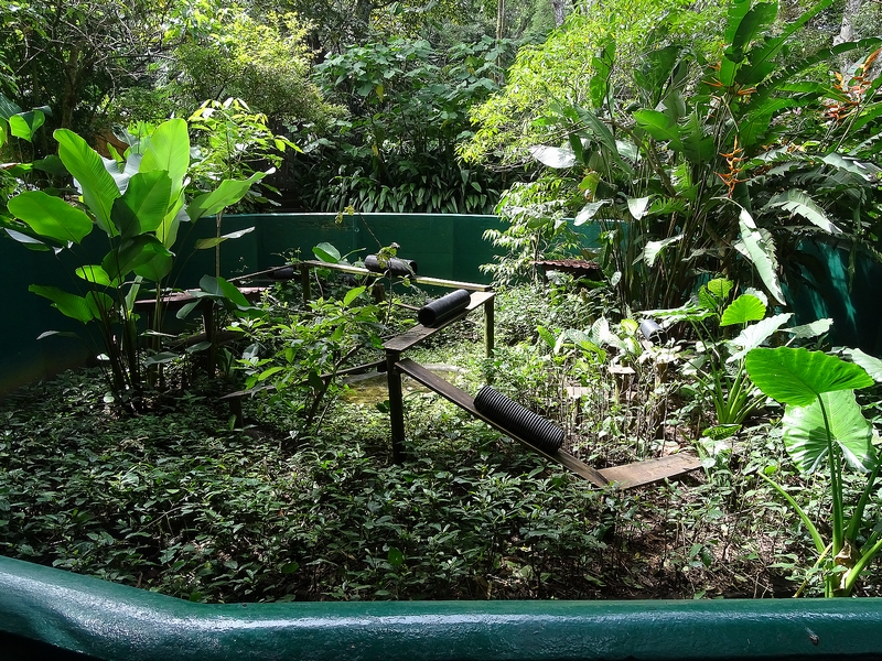 Greater grison enclosure