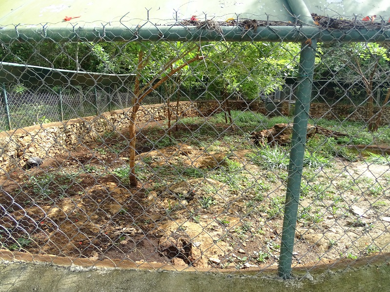 Greater grison enclosure