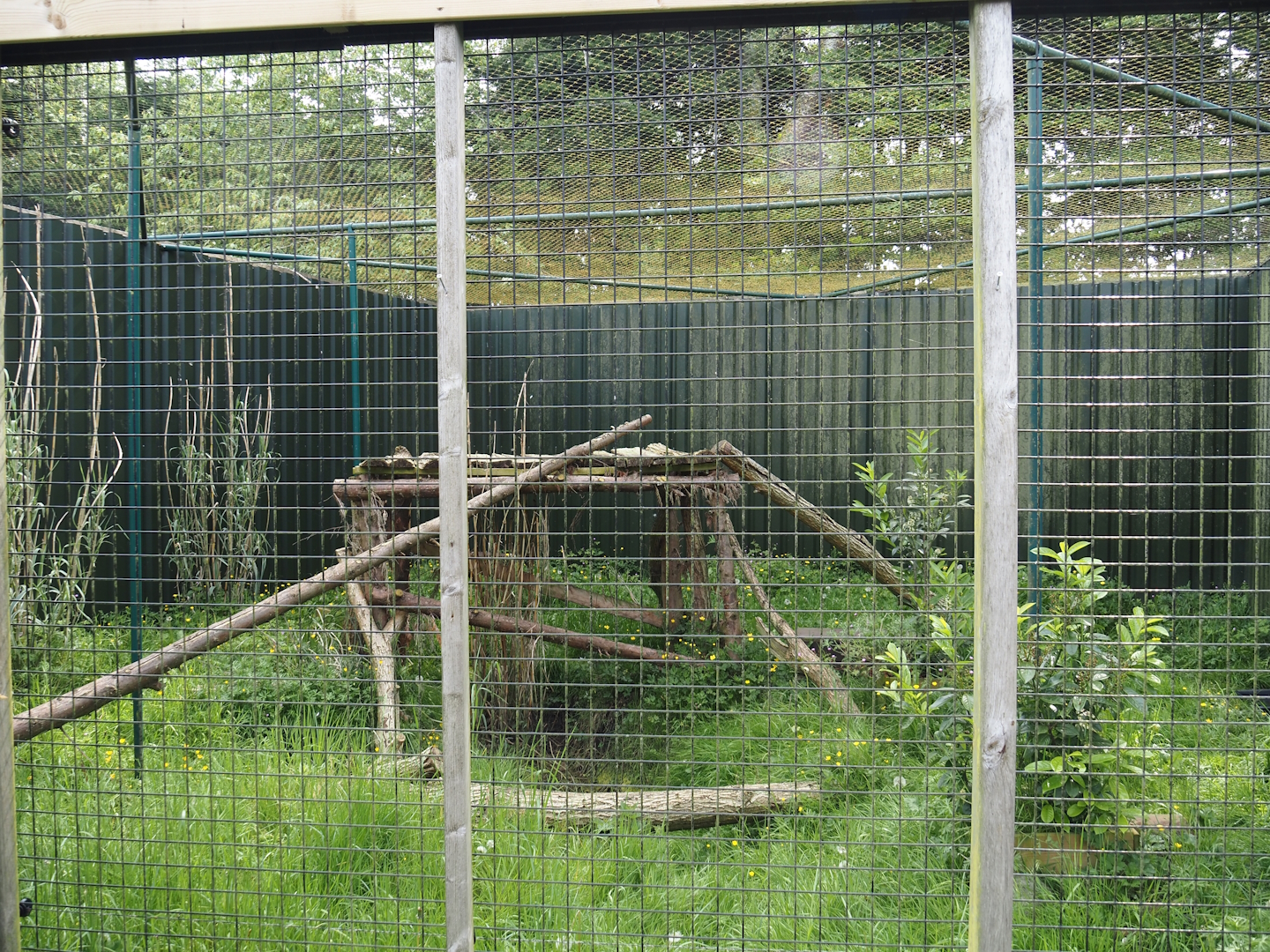 Greater grison exhibit, 2024-05-11