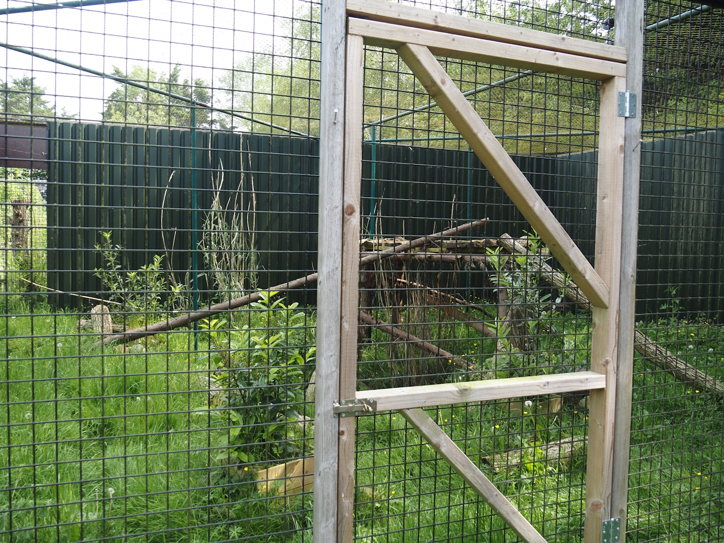 Greater grison exhibit, 2024-05-11