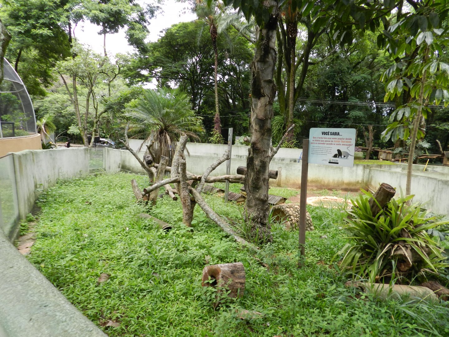 Greater grison exhibit - Belo Horizonte zoo