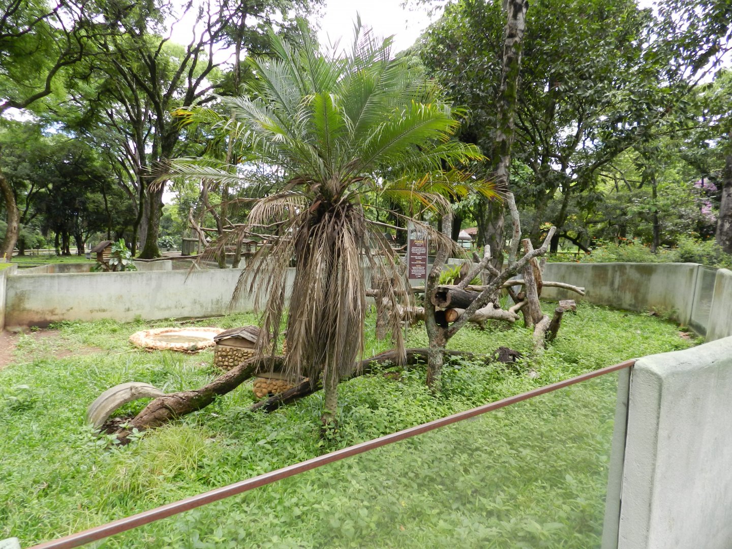 Greater grison exhibit - Belo Horizonte zoo