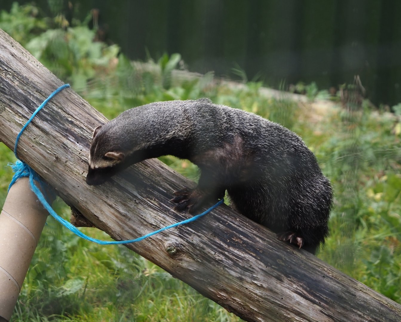 Greater grison (Galictis vittata), 2025-08-17