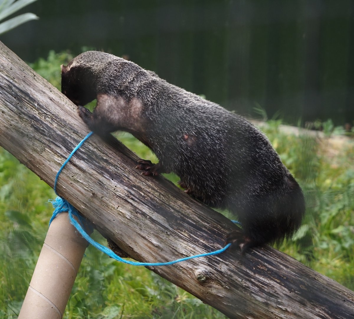 Greater grison (Galictis vittata), 2025-08-17