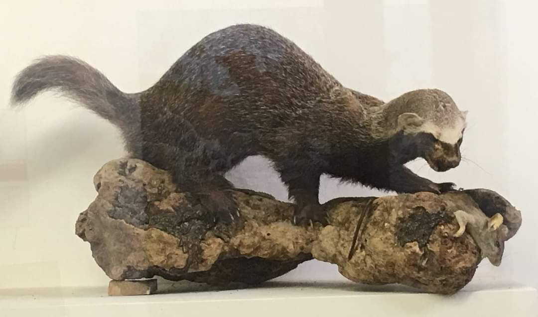 Greater grison (Galictis vittata) and prey (some species in the family Muridae)