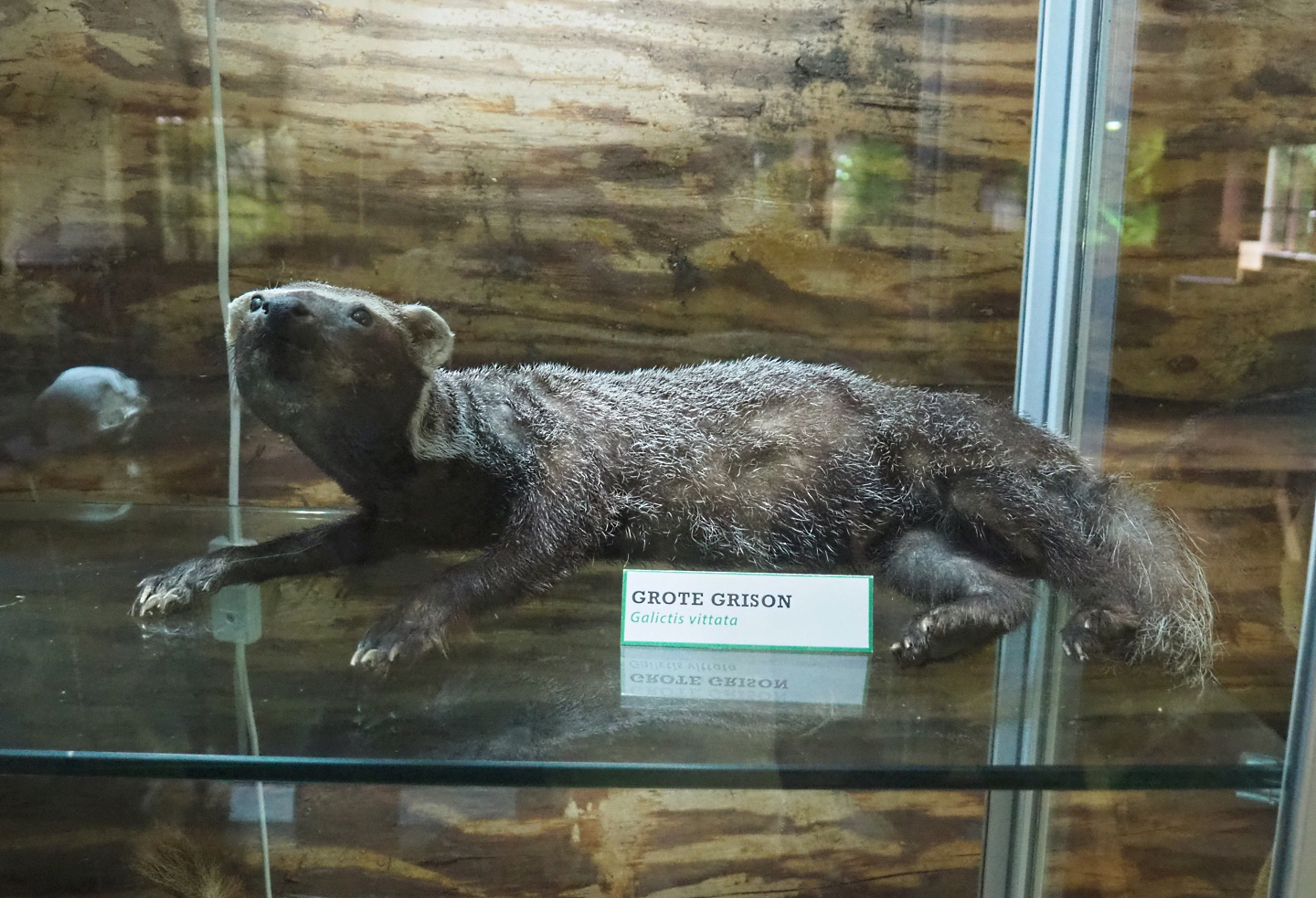 Greater grison (Galictis vittata) specimen, 2022-05-17