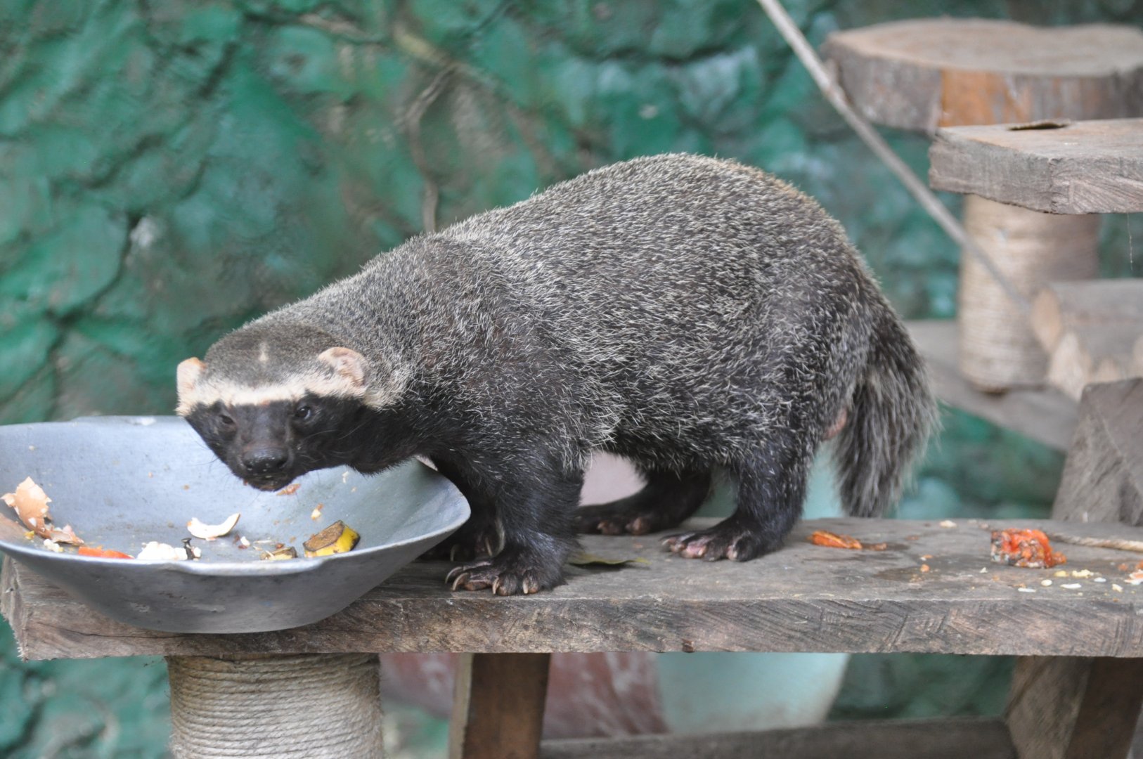 Greater grison / Galictis vittata