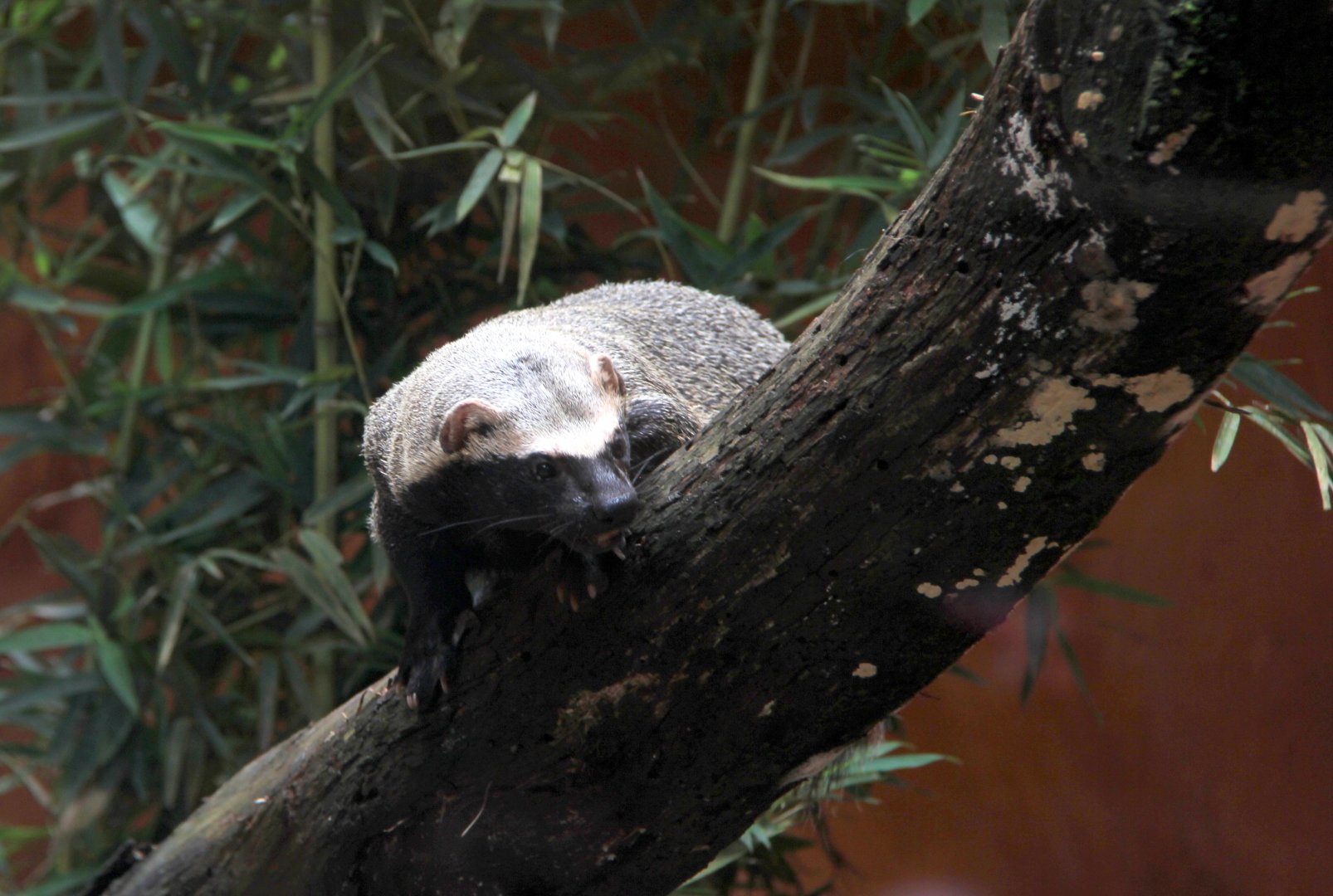 greater grison (Galictis vittata)