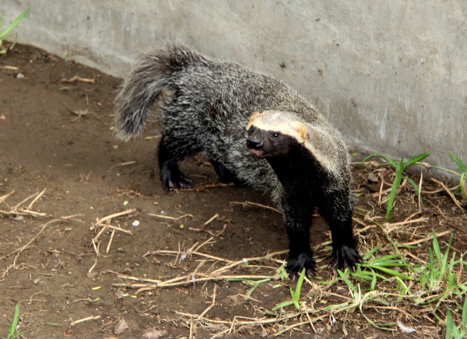 greater grison (Galictis vittata)