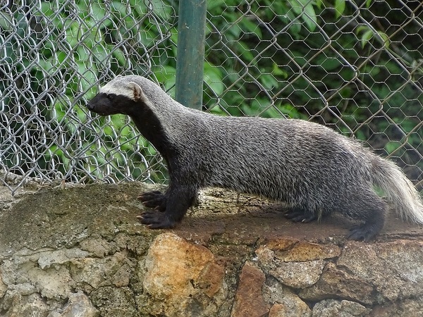 Greater grison (Galictis vittata)